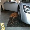I dont need an alarm I have a Teddy Bear guarding my car